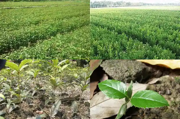 桂花树叶尖发黄褐色的原因1681356467231