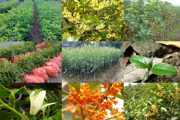 桂花树叶尖发黄褐色的原因1681356467327