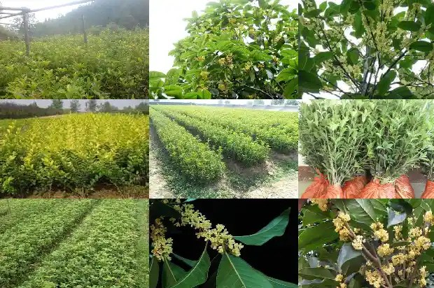 桂花树叶子中间变黑1681356502126