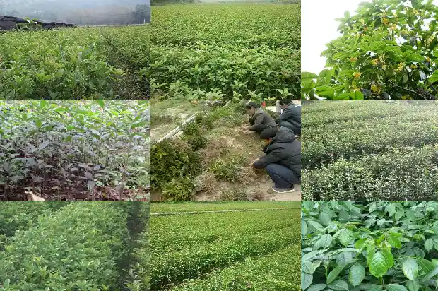 桂花树叶子尖发黑枯萎但还能开花是怎么回事1681356532644