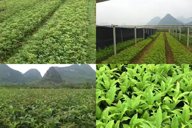 桂花多少一棵一年开花1690763428164