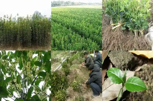 桂花叶子一圈黑了是怎么回事1681356562909