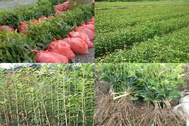桂花叶子少的原因1681356631157