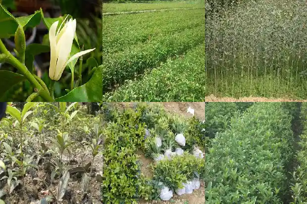 桂花叶子少的原因1681356631204