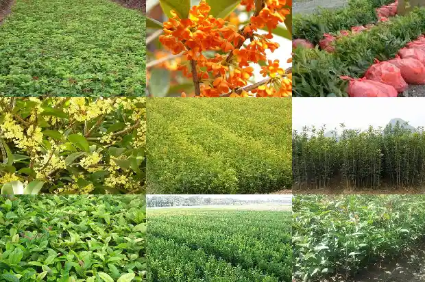 室外桂花树冬天叶尖枯焦怎么办1681356686660