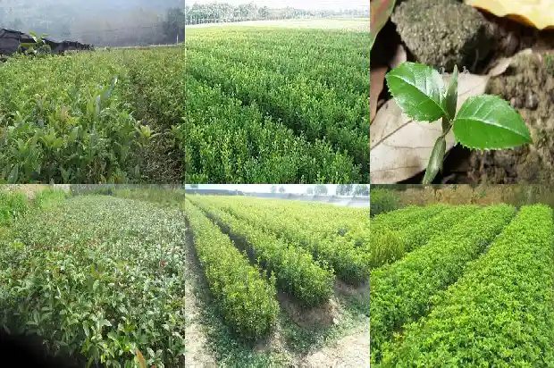 极品桂花树1689838573107