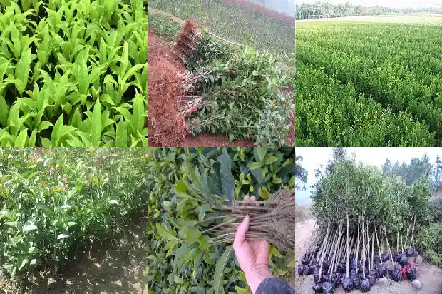 桂花叶尖枯焦怎么解决1681356761863