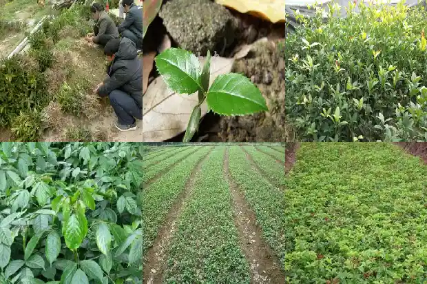 桂花叶枯病用什么药最好1681356823604