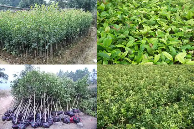 桂花种子什么时候播种最好呢1688606788453