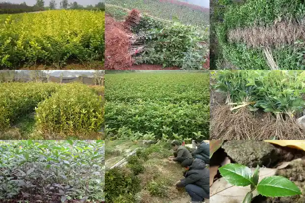 桂花叶枯病用什么药最好1681356823699