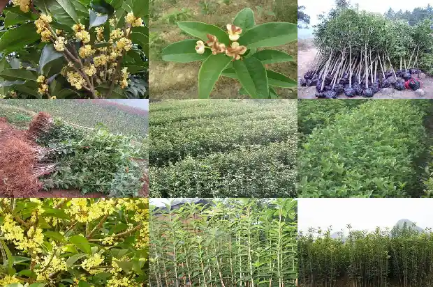 桂花叶枯病用什么药最好1681356823747