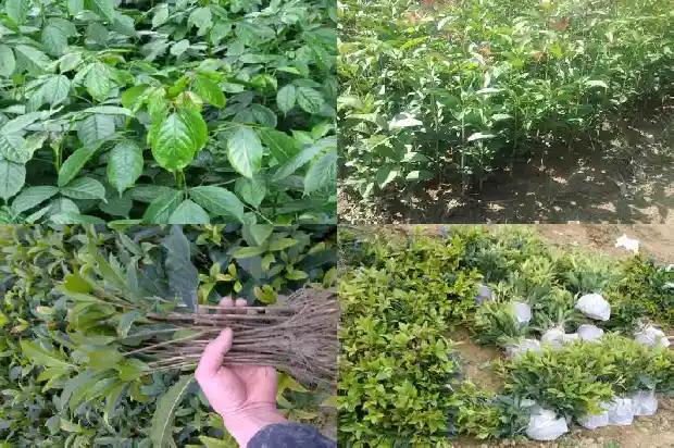 桂花能地栽吗1681356862533
