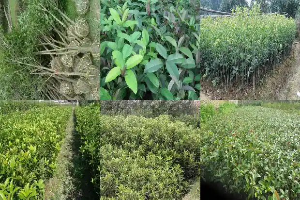 十几年的桂花树能卖多少钱一吨1689838589463