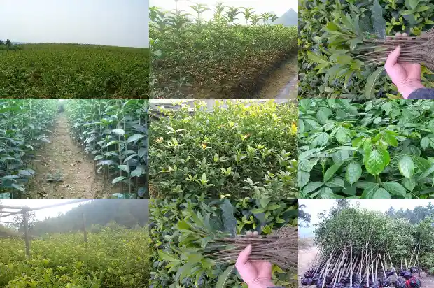 桂花树叶子枯黄怎么办1681431351159