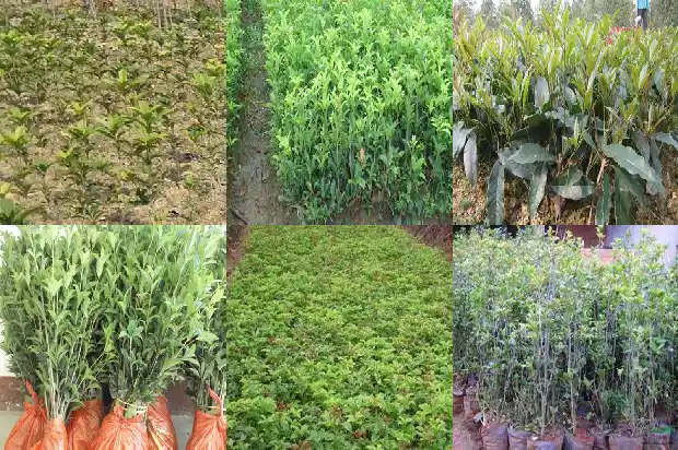 桂花叶片发黄干枯怎么办1681431489468