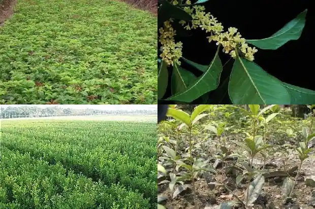 桂花叶子干尖发黄怎么办1681431631361