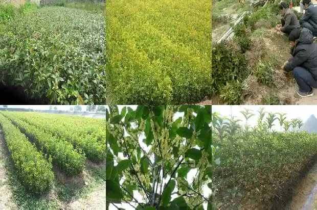 桂花叶子尖发黄干枯1681431770315