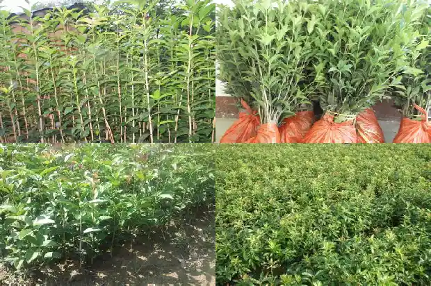桂花叶子尖发黄干枯1681431770363