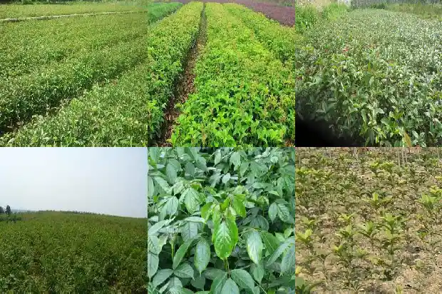 桂花叶子尖发黄干枯1681431770410