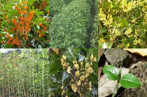 桂花酿的作用和功效1689381656316