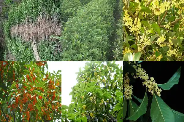 山桂花木材材质有哪些特点和用途1688518809580
