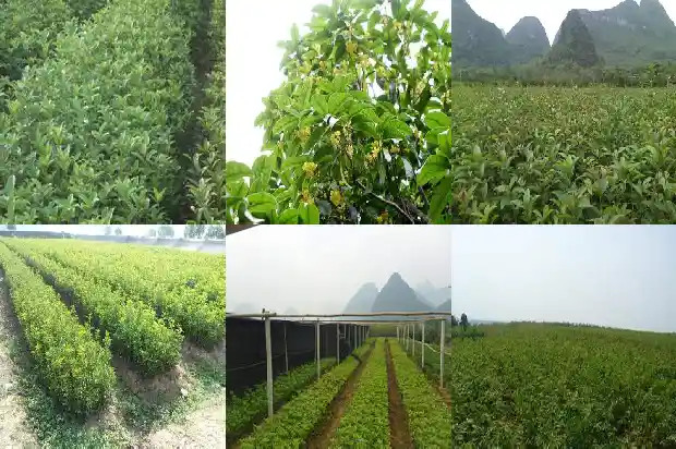 桂花叶尖发黄干枯是什么原因1681432046732