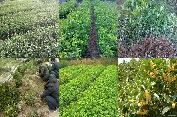 桂花叶子枯黄枯是怎么是什么原因1681432181735