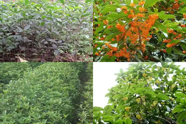 桂花需要什么样的阳光1681432327241