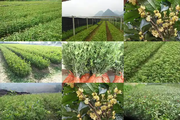 桂花需要什么样的阳光1681432327384
