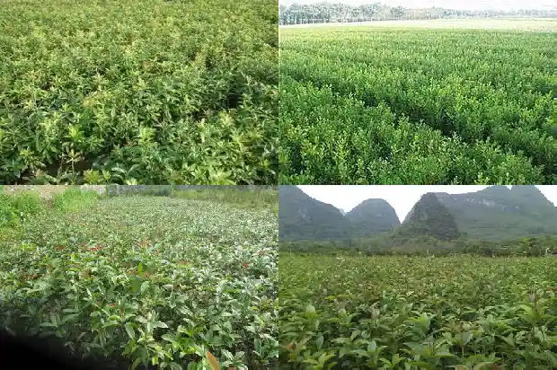 桂花叶尖发黑怎么回事1681432467083