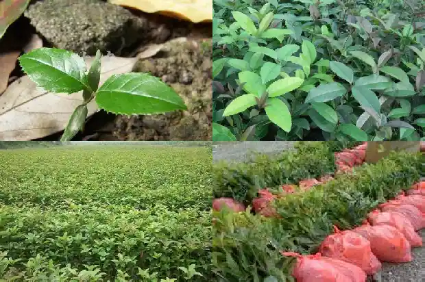 桂花叶枯病怎么治疗最好1681432705307