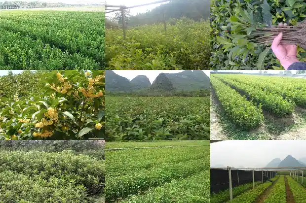桂花枯叶病怎么治1681432814612