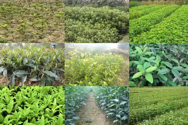 10公分的桂花树价格是多少钱1689837931650