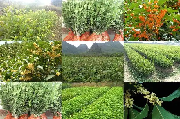 桂花干尖掉叶怎么办1681432918795