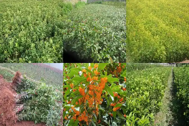 桂花叶片干枯发黄有白点1681433034835