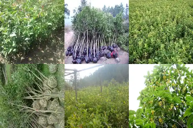 嫁接的桂花树能长成大树吗1688343132358