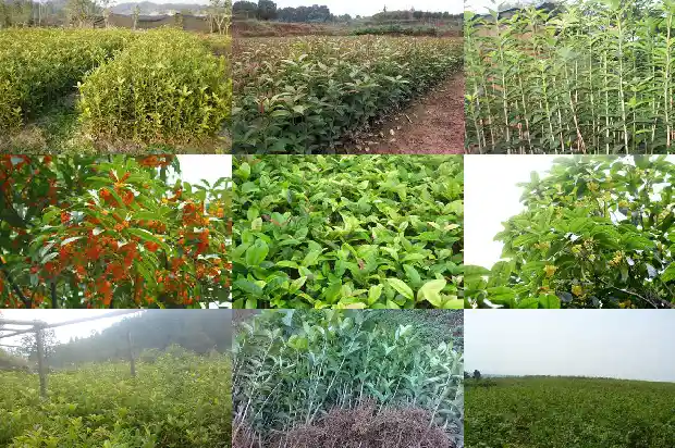 桂花叶片干枯发黄有白点1681433034930