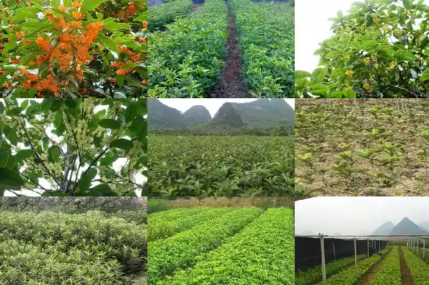 桂花树几天能成活一次1690849490567