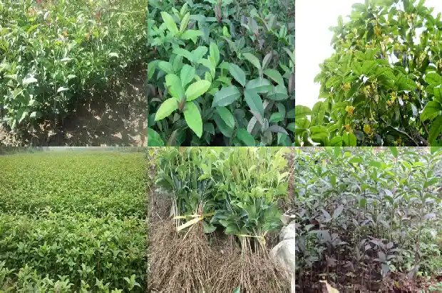 桂花叶片干枯发黄什么原因1681433193180