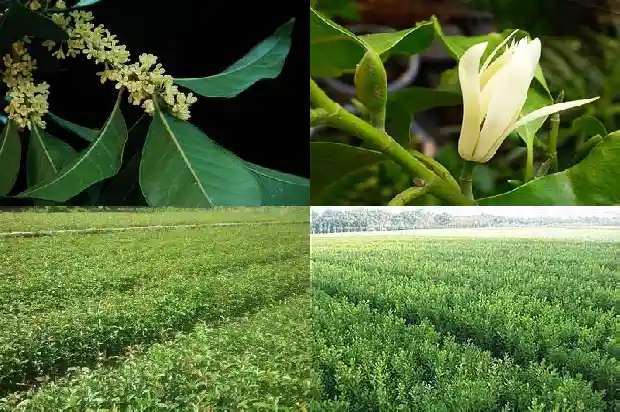 桂花叶片干枯发黄什么原因1681433193228