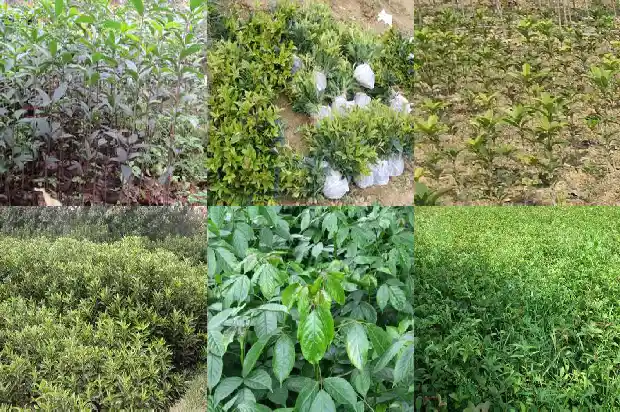 桂花叶片干枯发黄什么原因1681433193276
