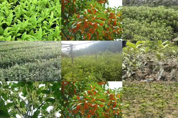 桂花 晒太阳过多会怎样1681433401735