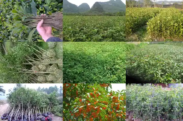 山东桂花树苗批发价格表最新1690504962014