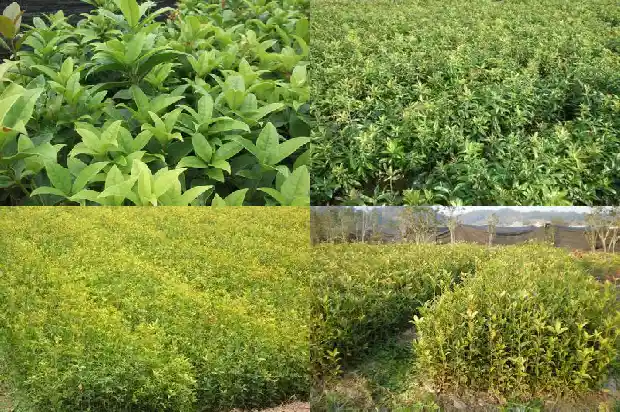 桂花能在太阳底下暴晒吗1681433644232