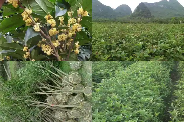 桂花树干枯了还能活吗1681433849236