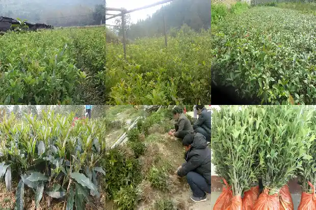 桂花树干枯了还能活吗1681433849284