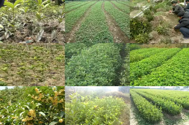 桂花树缺水干枯怎么救活1681433949063