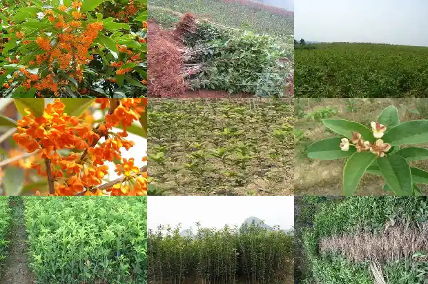 桂花树缺水干枯怎么救活1681433949110