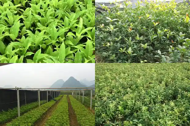 家庭养桂花树好吗1690676861462