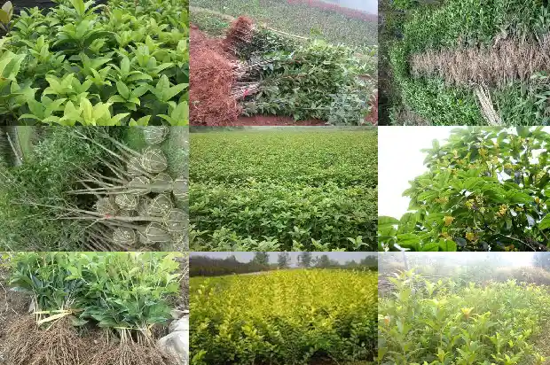 桂花树缺水干枯怎么救活1681433949206